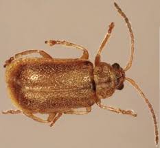 Attēlu rezultāti vaicājumam “Licea pusilla”