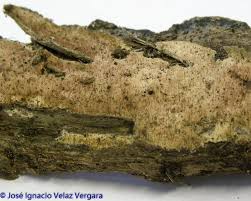 Attēlu rezultāti vaicājumam “Ceriporia viridans”