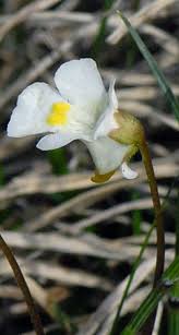 Attēlu rezultāti vaicājumam “Pinguicula alpina”