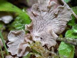 Attēlu rezultāti vaicājumam “Arrhenia retiruga”