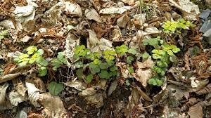 Attēlu rezultāti vaicājumam “Chrysosplenium alternifolium leaf”
