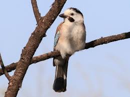 Attēlu rezultāti vaicājumam “Garrulus glandarius adult”