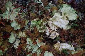 Attēlu rezultāti vaicājumam “Peltigera leucophlebia”