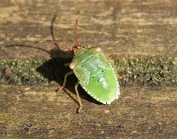 Attēlu rezultāti vaicājumam “Acanthosoma haemorrhoidale imago”