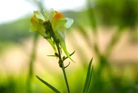 Attēlu rezultāti vaicājumam “Linaria vulgaris bud”