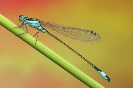 Attēlu rezultāti vaicājumam “Coenagrionidae”