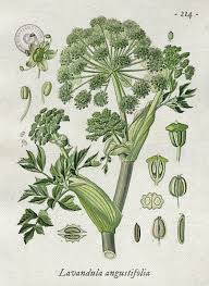 Image result for Angelica archangelica