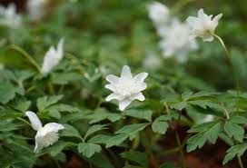 Attēlu rezultāti vaicājumam “Anemone nemorosa leaf”