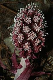 Attēlu rezultāti vaicājumam “Petasites spurius flower”
