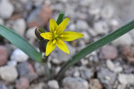 Attēlu rezultāti vaicājumam “Gagea lutea bud”
