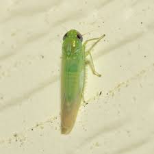 Attēlu rezultāti vaicājumam “Empoasca sp.”