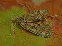 Attēlu rezultāti vaicājumam “Chloroclysta siterata”