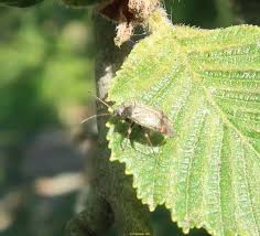 Attēlu rezultāti vaicājumam “Polymerus palustris”