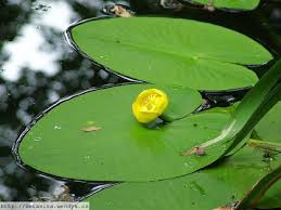 Attēlu rezultāti vaicājumam “Nuphar lutea leaf”