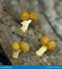 Attēlu rezultāti vaicājumam “Physarum murinum spores”