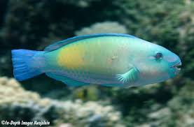 Image result for Chlorurus sordidus