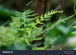 Attēlu rezultāti vaicājumam “Phegopteris connectilis”