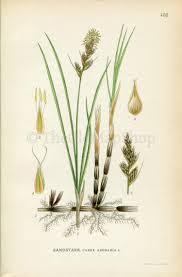 Attēlu rezultāti vaicājumam “Carex arenaria  flower”