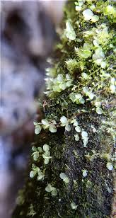 Attēlu rezultāti vaicājumam “Rhizomnium punctatum”