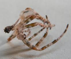 Attēlu rezultāti vaicājumam “Araneus diadematus juvenile”