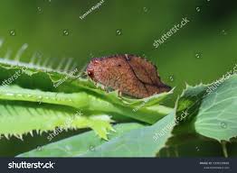 Attēlu rezultāti vaicājumam “Drepanepteryx phalaenoides”