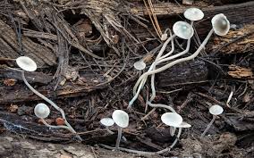 Attēlu rezultāti vaicājumam “Mycena amicta”