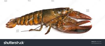 Image result for Homarus americanus