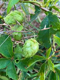 Attēlu rezultāti vaicājumam “Humulus lupulus fruit”