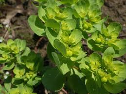 Attēlu rezultāti vaicājumam “Euphorbia helioscopia leaf”