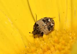 Attēlu rezultāti vaicājumam “Anthrenus sp. imago”