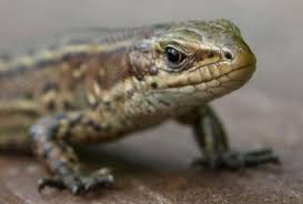 Attēlu rezultāti vaicājumam “Lacerta vivipara female”