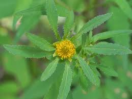 Attēlu rezultāti vaicājumam “Bidens frondosa flower”