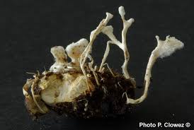 Attēlu rezultāti vaicājumam “Cordyceps farinosa”