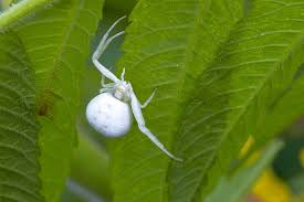 Attēlu rezultāti vaicājumam “Misumena vatia”