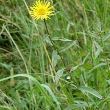 Attēlu rezultāti vaicājumam “Inula salicina leaf”