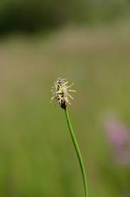 Attēlu rezultāti vaicājumam “Eleocharis uniglumis”