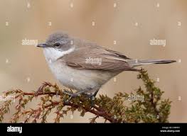 Attēlu rezultāti vaicājumam “Sylvia curruca”