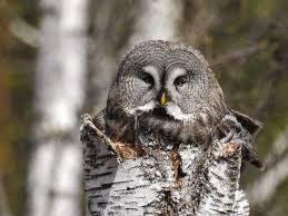 Attēlu rezultāti vaicājumam “Strigiformes”