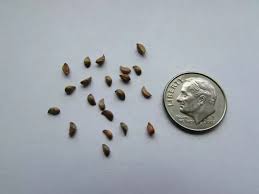 Attēlu rezultāti vaicājumam “Malus mandshurica fruit”