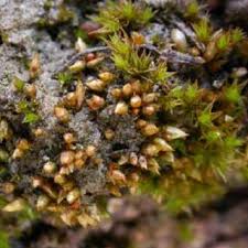 Attēlu rezultāti vaicājumam “Thamnobryum subserratum”