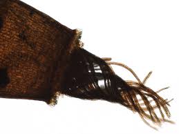 Attēlu rezultāti vaicājumam “Tortula truncata sporophyte”