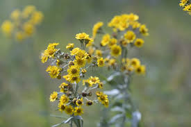 Attēlu rezultāti vaicājumam “Jacobaea paludosa”