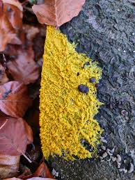 Attēlu rezultāti vaicājumam “Amaurochaete fusiformis macro”