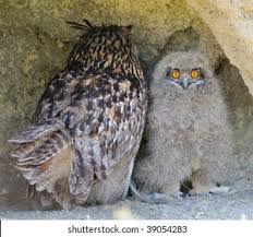 Attēlu rezultāti vaicājumam “Bubo bubo adult”