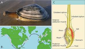 Attēlu rezultāti vaicājumam “Mya arenaria”