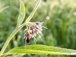 Attēlu rezultāti vaicājumam “Symphytum officinale leaf”
