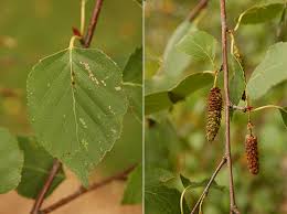 Attēlu rezultāti vaicājumam “Betula alleghaniensis fruit”