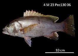 Image result for Lutjanus novemfasciatus