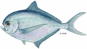 Image result for Polysteganus undulosus