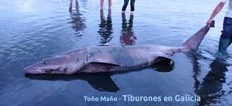 Image result for Odontaspis ferox